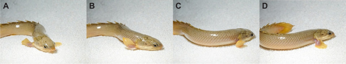 Fig. 6
