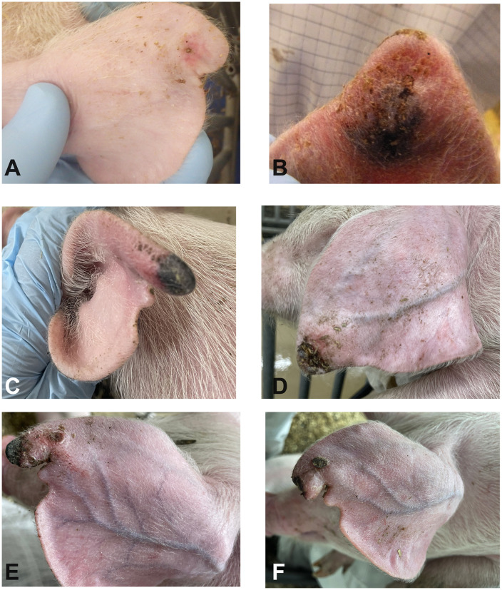 Fig 4