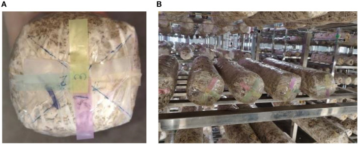 Figure 2