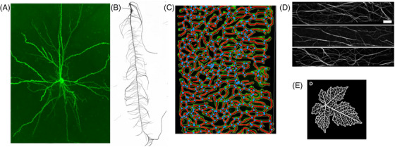 FIGURE 6
