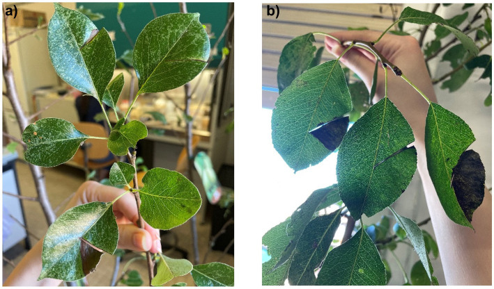 Figure 15