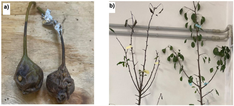 Figure 16