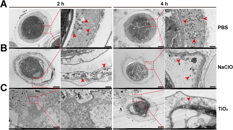 Fig 4