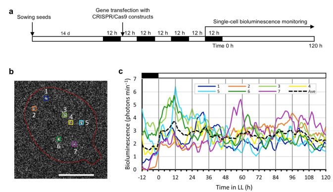 Figure 6