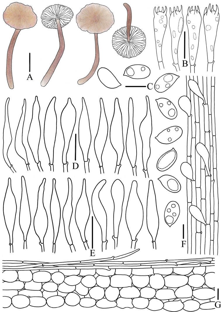 Figure 8