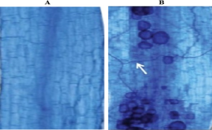FIGURE 1