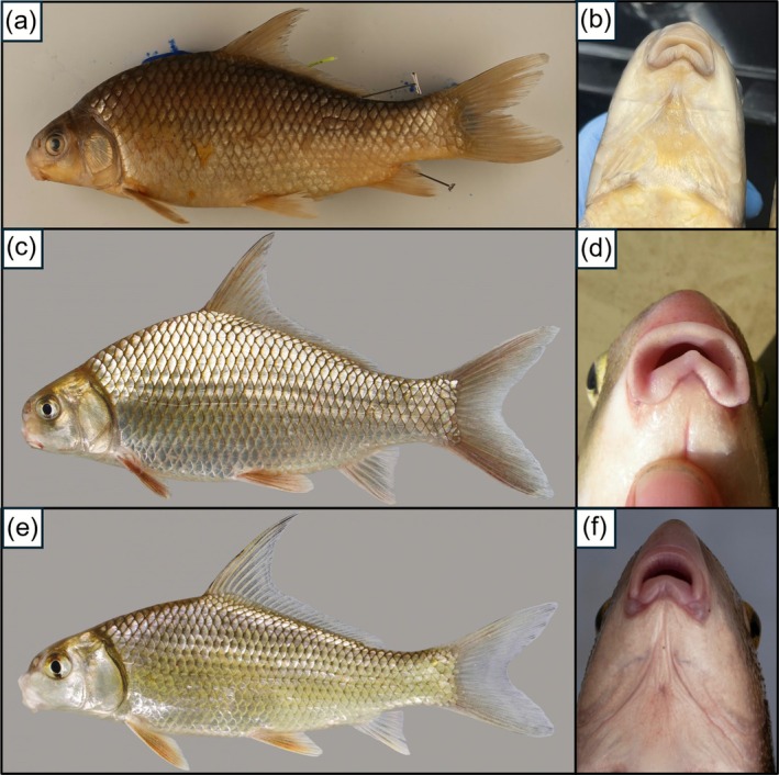 FIGURE 1