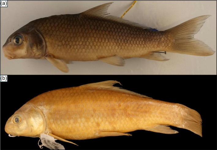 FIGURE 3