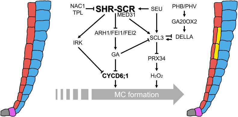 Figure 2