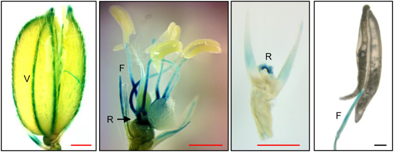 Figure 4