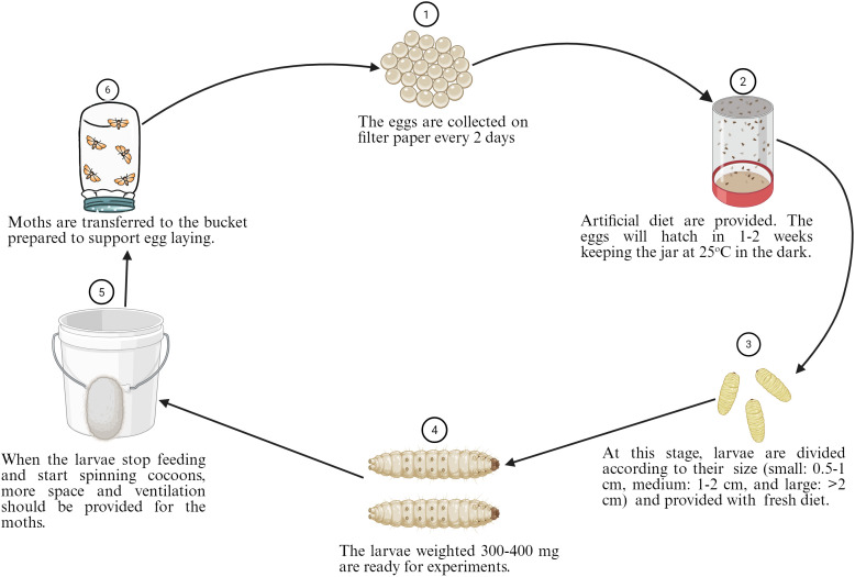 Figure 5