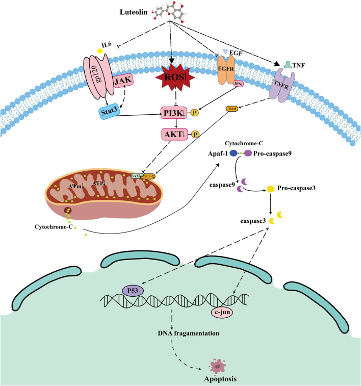 FIGURE 12