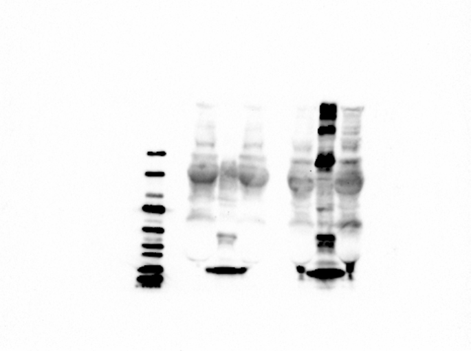 Figure 18