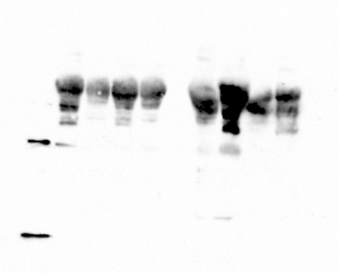 Figure 21