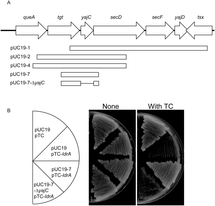 Fig 2