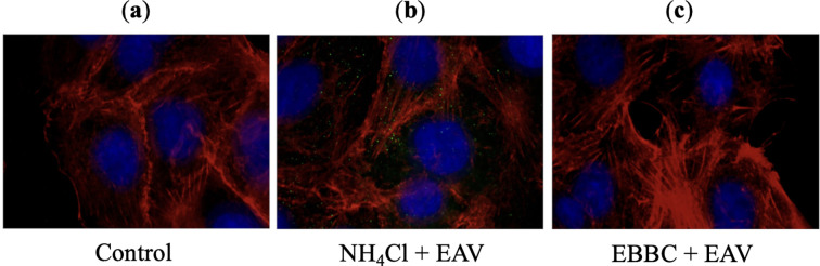 Figure 5