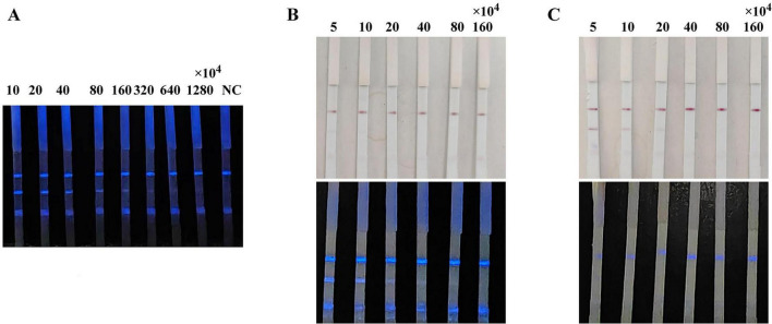FIGURE 3