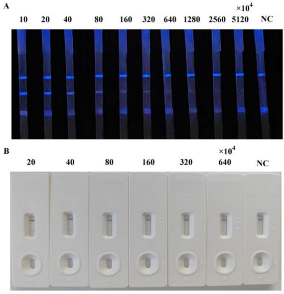 FIGURE 6
