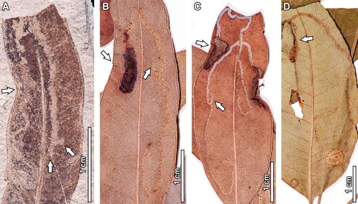 Figure 9