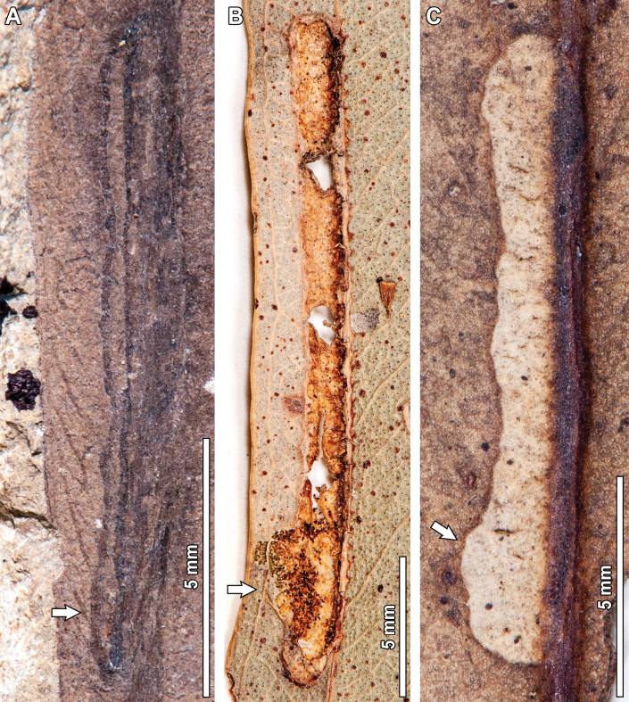 Figure 15