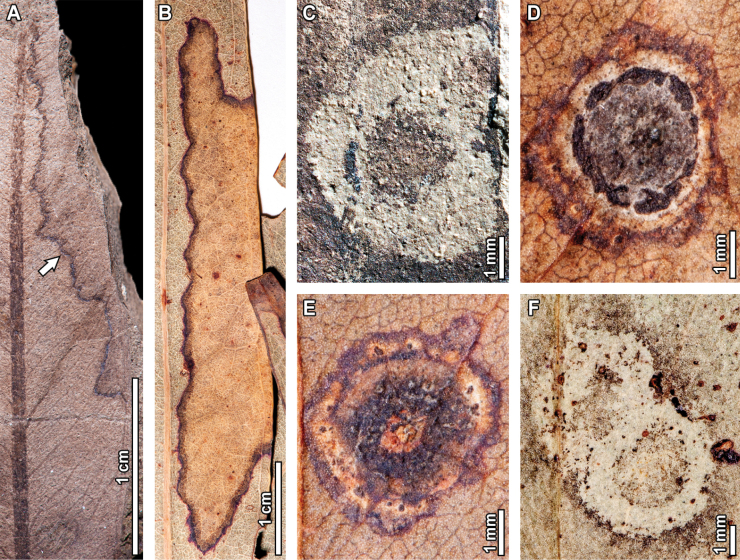 Figure 16