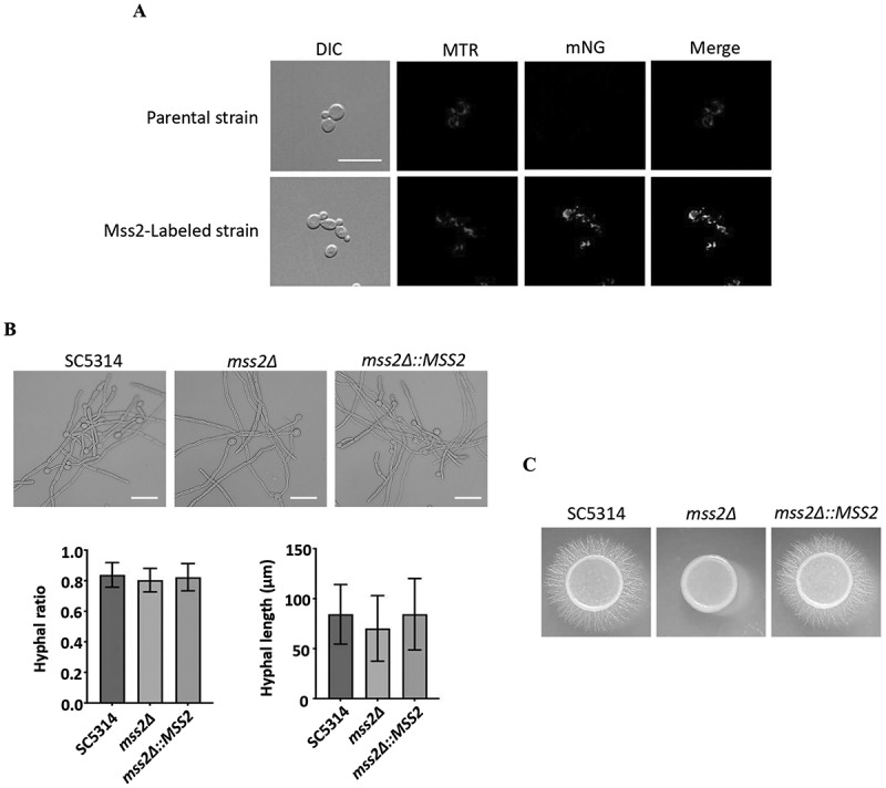 Figure 2