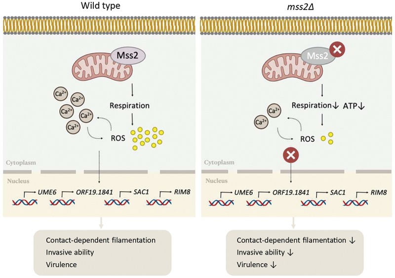 Figure 17