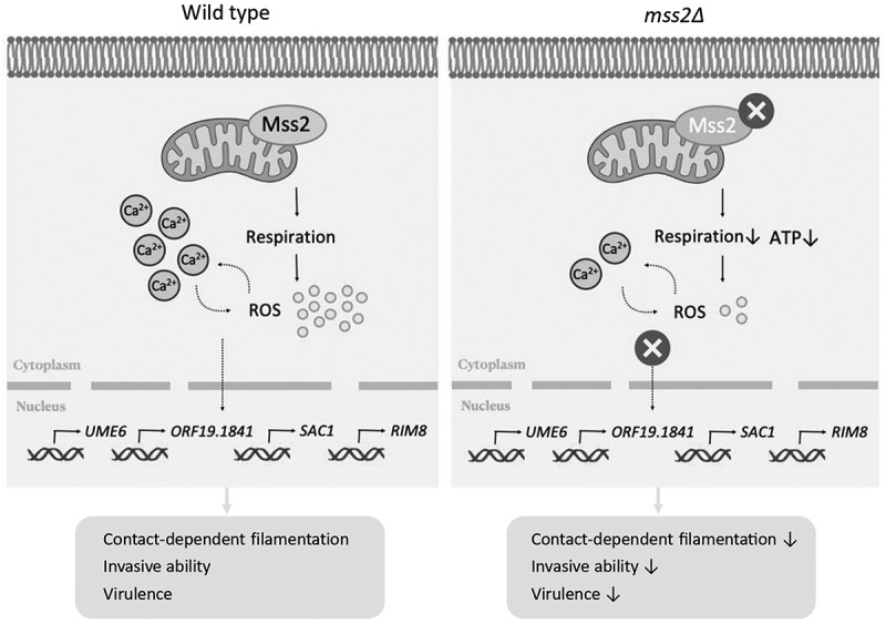 Figure 18