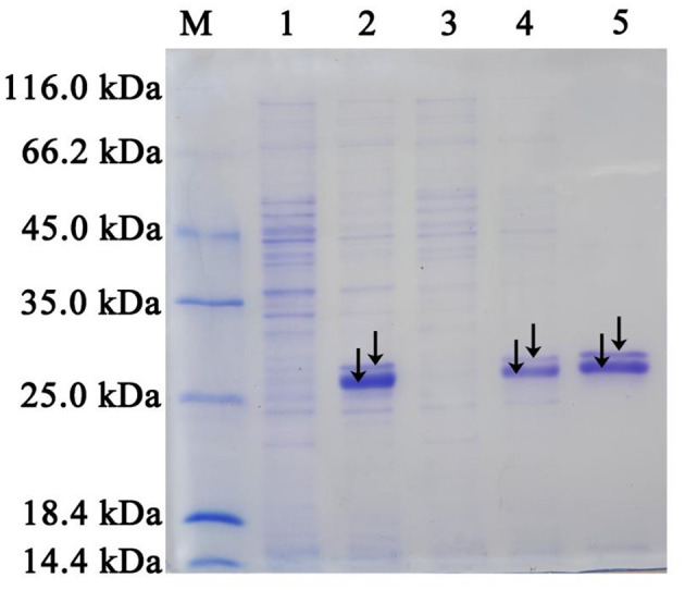 Figure 5