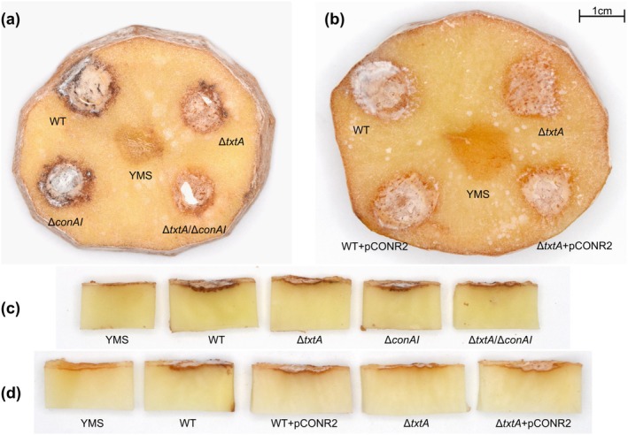 Figure 5