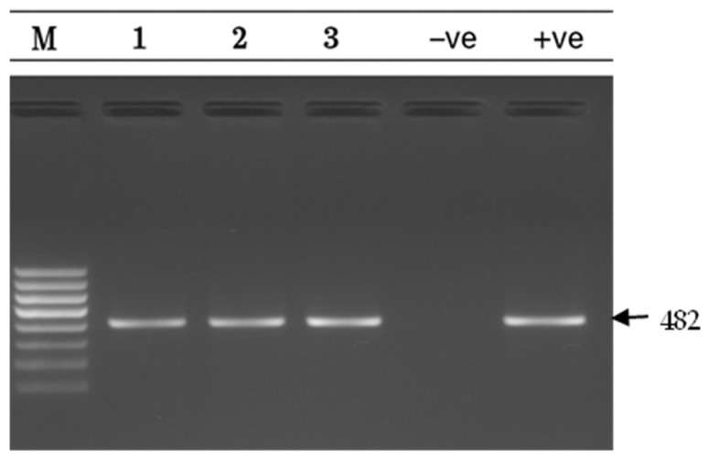 Figure 5