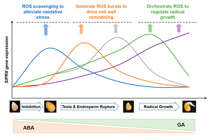 Figure 11