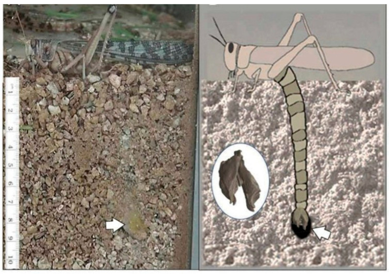 Figure 7