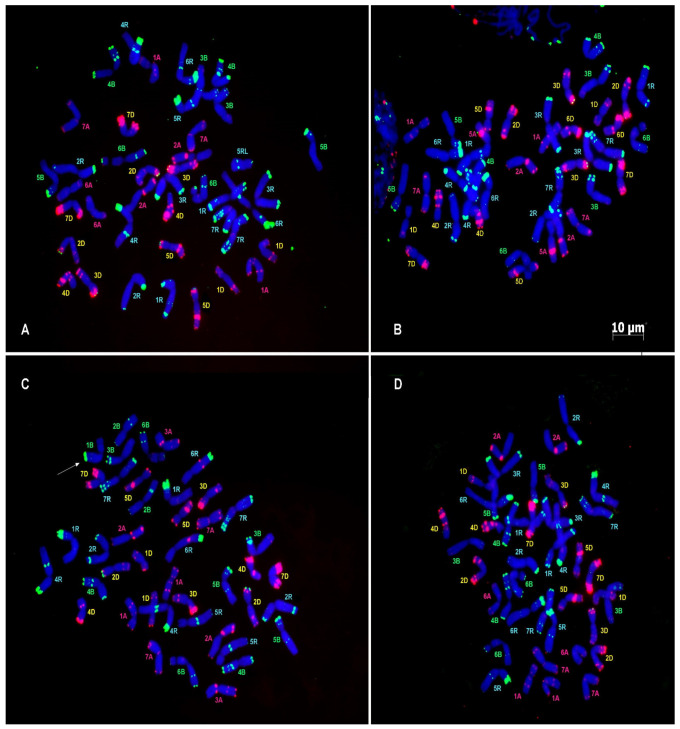 Figure 4