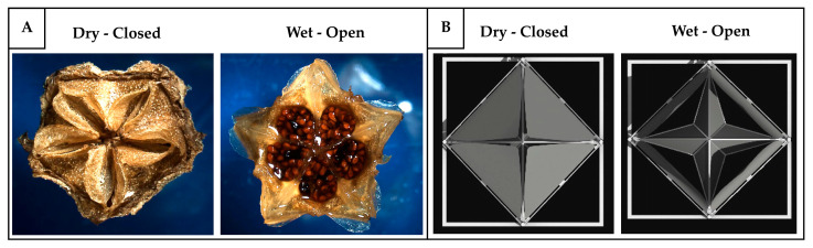 Figure 29
