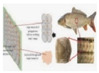 Figure 26