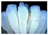 Figure 28