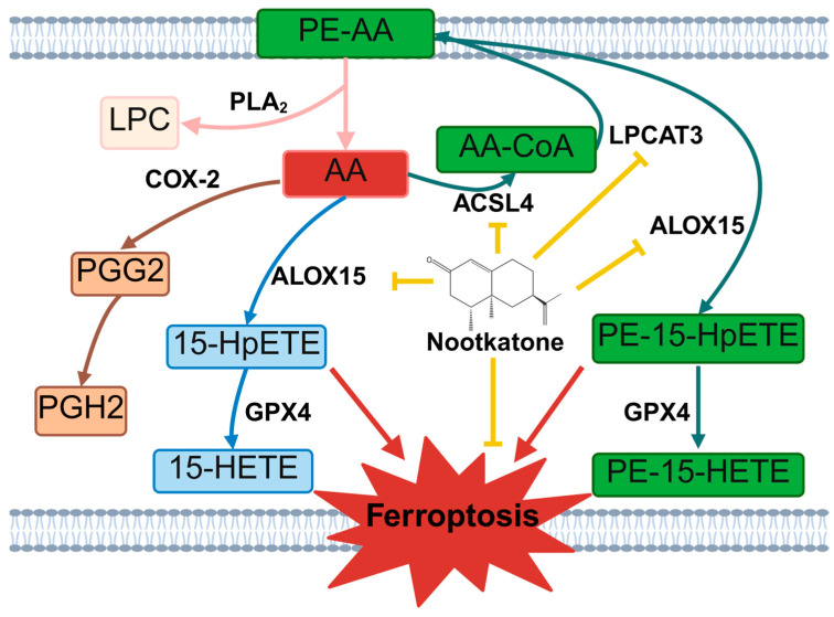 Figure 14