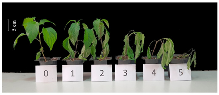 Figure 6