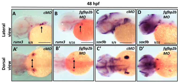 Figure 11