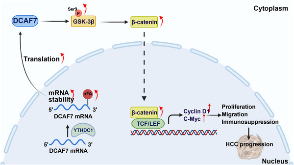 FIGURE 11