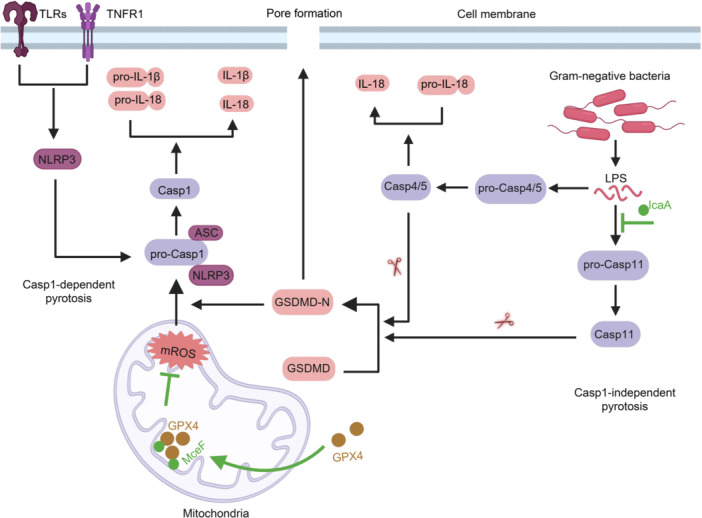 Figure 5