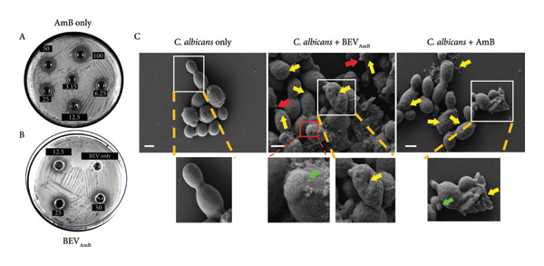 Figure 11