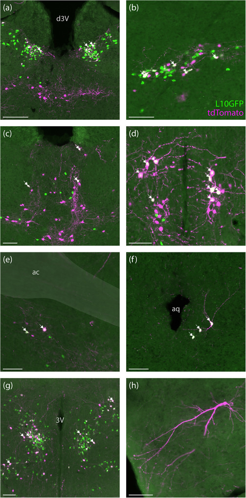 FIGURE 3