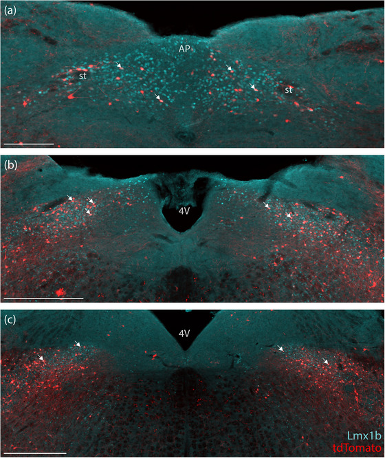 FIGURE 5
