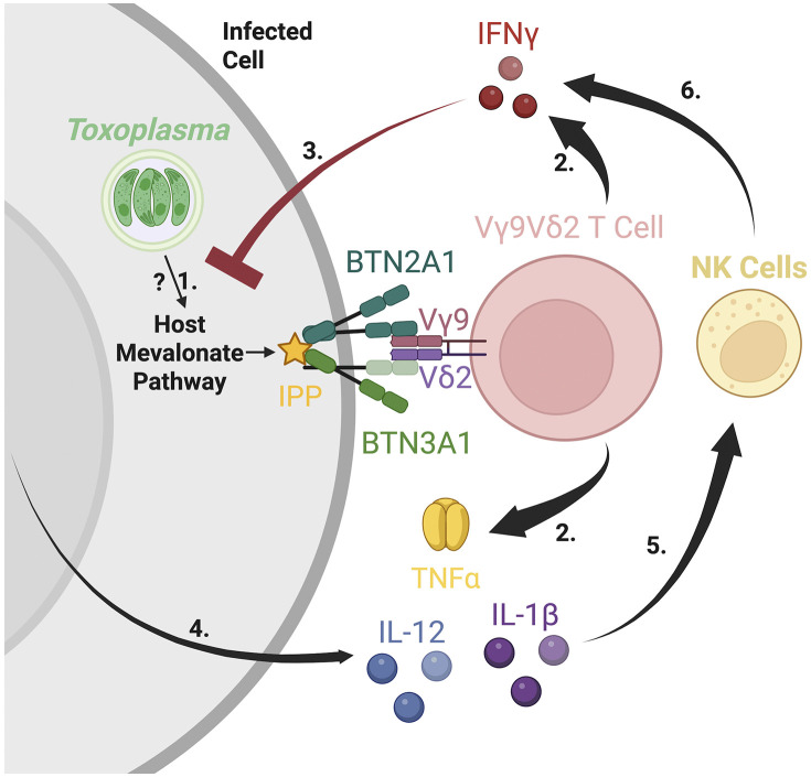 Fig 6
