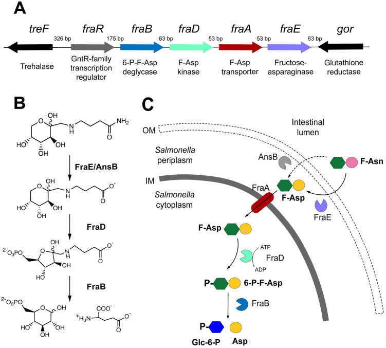 Fig 1