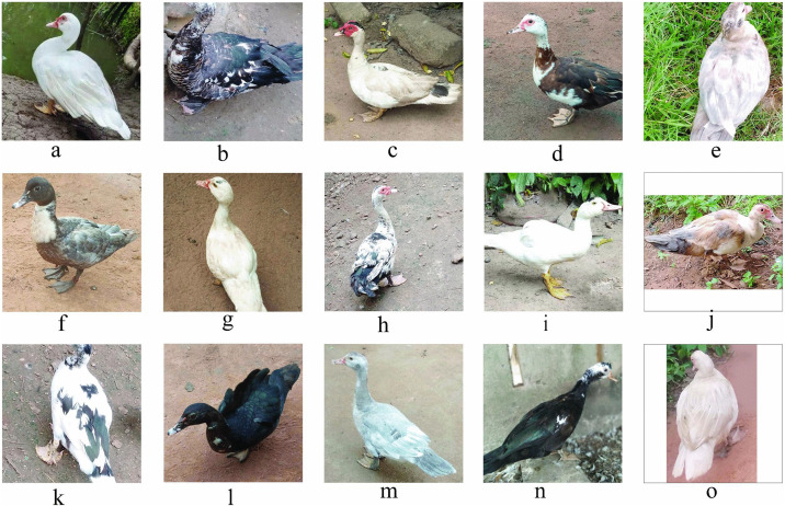Fig 2