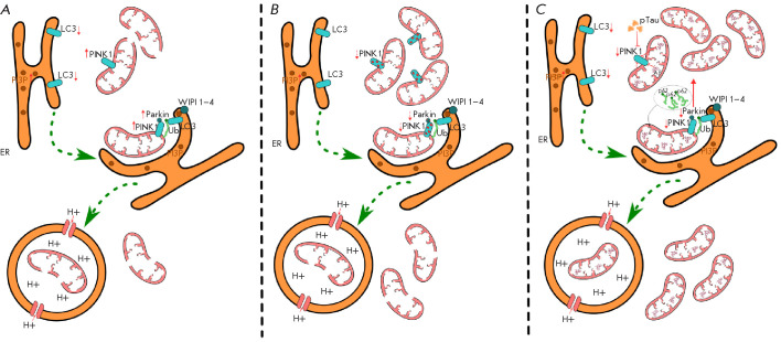 Fig. 2