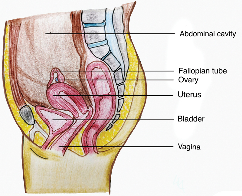 Fig. 2
